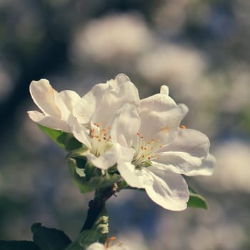 white apple flowers blooming on branch, springtime