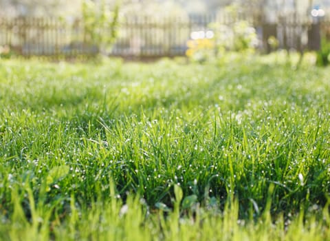 Spring garden with grass, dew drops and fence