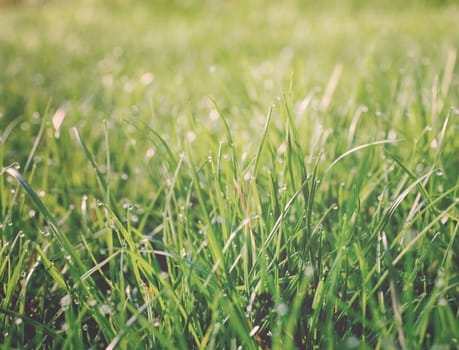 Water drops on blades of grass, summer time