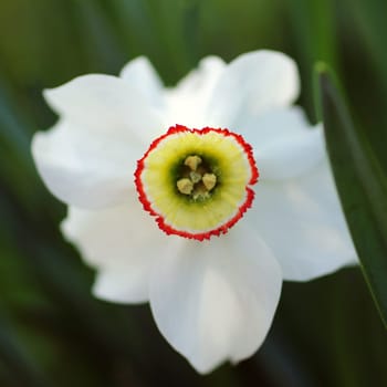 Beautiful fresh white flower heads,over green natural background, spring life