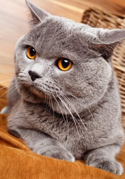 closeup British Shorthair   cat with yellow eyes on a wooden background
