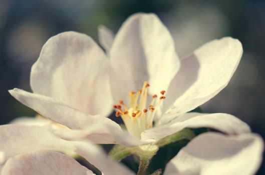 Beautiful fresh white flower heads,over green natural background, spring life