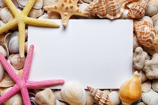 Sea Shell background with space for text