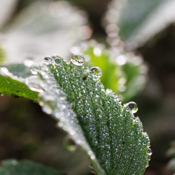 dew drops on green leaves,  summer time