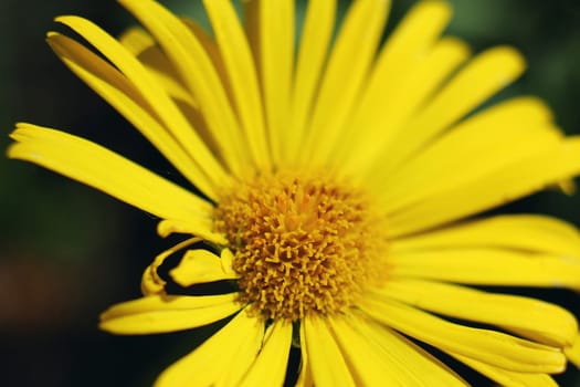 Beautiful fresh yellow flower heads,closeup, spring life