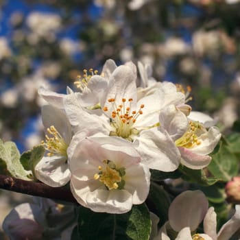 Apple tree blossom flowers in spring closeup