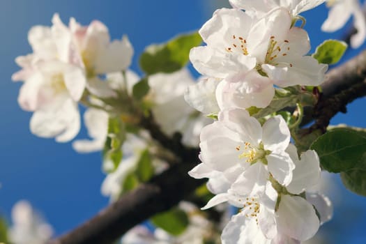 white flowers blooming on branch, springtime