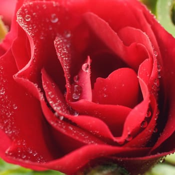 beautiful rose flower with dew drops, macro