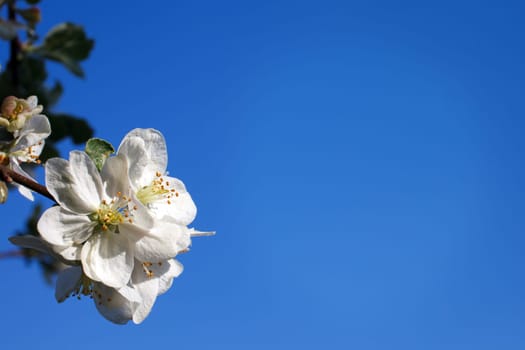 Beautiful white blossom on the pure blue sky, place for text