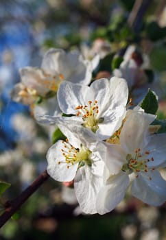 Apple tree blossom flowers in spring closeup