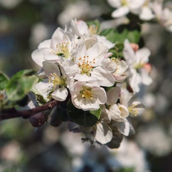 Cherry blossom umbel against the garden background
