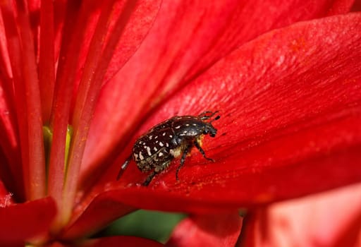 black Beetle Tropinota hirta on the red flower leaves