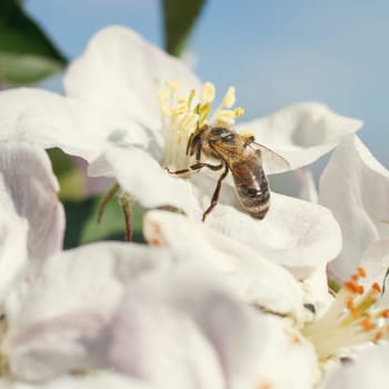 Bee on a flower of the white cherry blossoms in spring