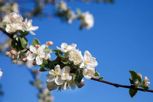 Beautiful white blossom on the pure blue sky