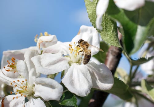 Bee on a flower of the white cherry blossoms in spring