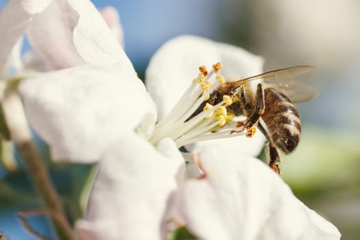 Bee on a flower of the white cherry blossoms in spring