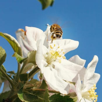 Bee on a flower of the white cherry blossoms in spring