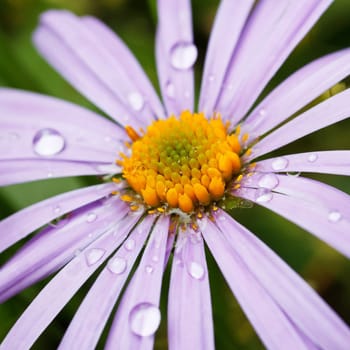 beautiful violet daisy flower with rain drops