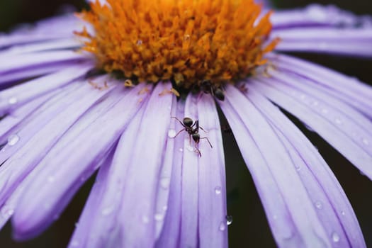 ant sits on a beautiful purple daisy in the garden