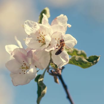 Bee on a flower of the white cherry blossoms in spring