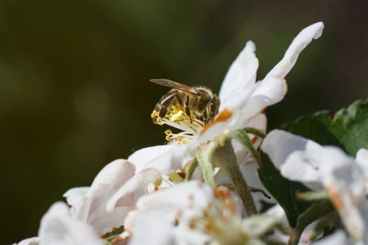 Blossoming branch with flower of cherry tree and a honey bee