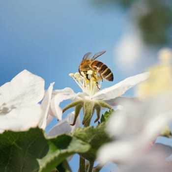 Bee on a flower of the white cherry blossoms in spring