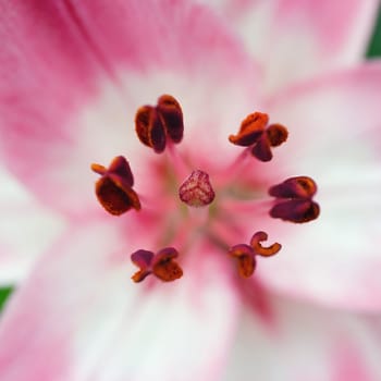 Beautiful fresh pink flower heads, spring life