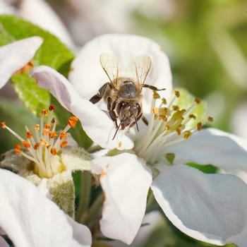Bee on a flower of the white cherry blossoms in spring