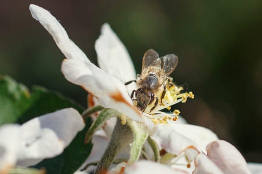 Blossoming branch with flower of cherry tree and a honey bee