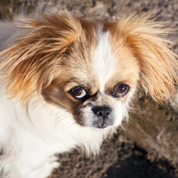 Funny red-haired pekingese dog look in camera