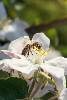 Blossoming branch with flower of cherry tree and a honey bee