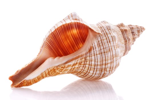 Sea shell isolated on white background. Close up