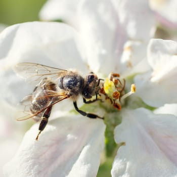 Bee on a flower of the white cherry blossoms in spring