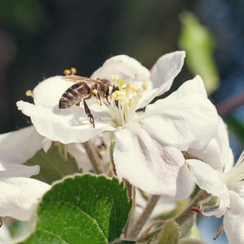 Bee on a flower of the white cherry blossoms in spring