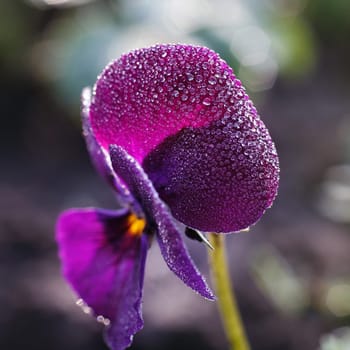 beautiful dark purple Viola tricolor in flower garden with dew drops