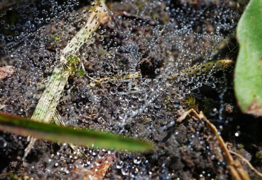The spider web with dew drops, in garden