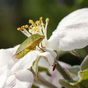green beetle on a cherry leaf, springtime