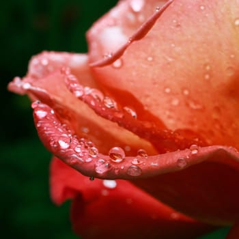beautiful rose flower with dew drops, macro