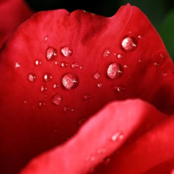 Beautiful drops of dew on the leaves of red roses