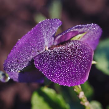 beautiful dark purple orchid in flower garden with dew drops