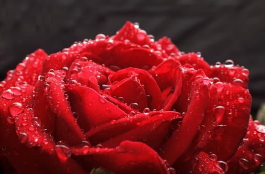 dew drops on the petals of roses macro