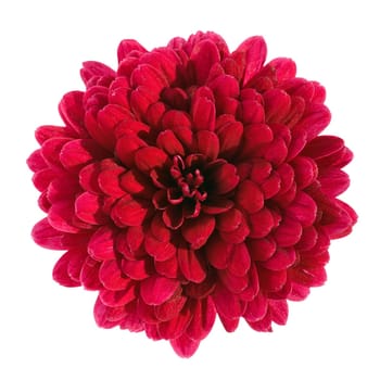 red chrysanthemum flower isolated on white background with clipping path