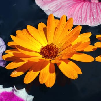 beautiful yellow calendula with dew drops, macro