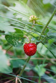 Closeup of fresh red strawberries growing on the vine