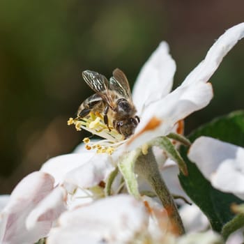 Blossoming branch with flower of cherry tree and a honey bee