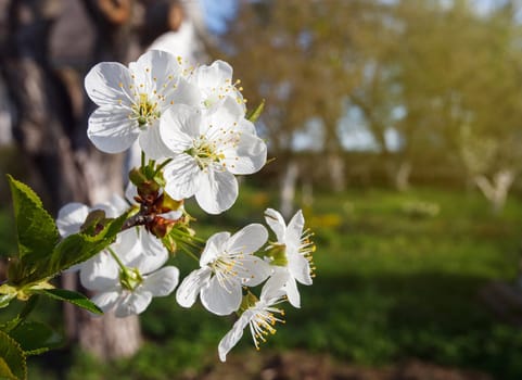 white flowers blooming on the branch, springtime