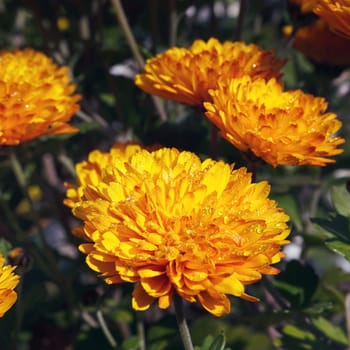 orange chrysanthemum flowers with dew drops macro