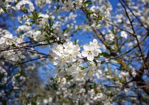 white flowers blooming on the branch, springtime