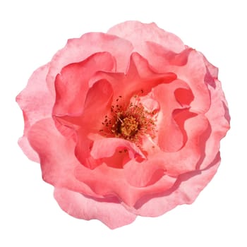 Pink rose flower isolated on white background