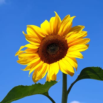 big sunflower with blue sky in background